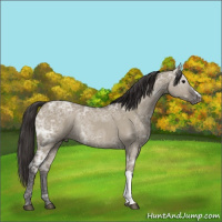 Horse Color:Smoky Grullo Ice Rabicano