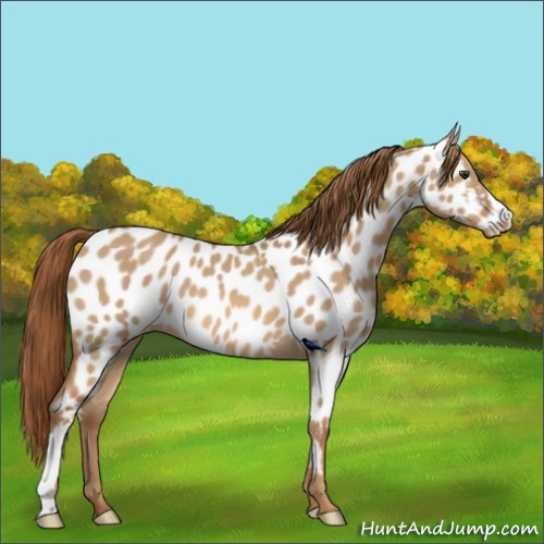 Horse Color:Red Dun Near Leopard 