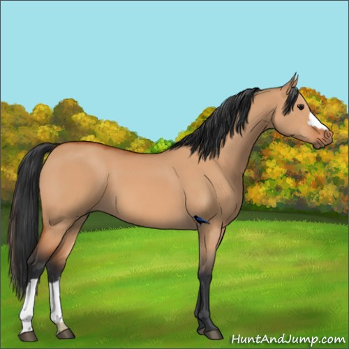 Horse Color:Bay Dun 