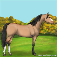 Horse Color:Bay Dun