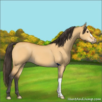 Horse Color:Buckskin Dun 