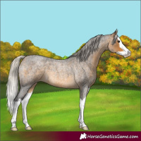 Horse Color:Silver Buckskin Roan Splash