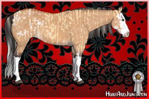 Horse Color:Palomino Dun Splash Appaloosa  and Bay Dun Splash 
