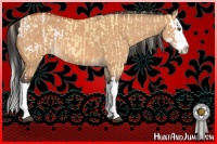 Horse Color:Palomino Dun Splash Appaloosa  and Bay Dun Splash 