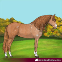 Horse Color:Chestnut Rabicano 