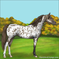 Horse Color:Smoky Grullo Appaloosa 