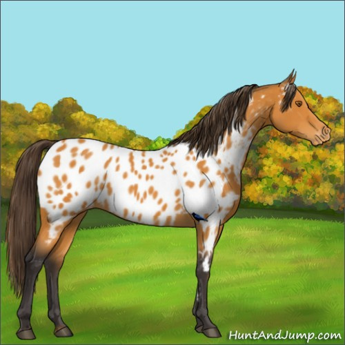 Horse Color:Buckskin Appaloosa