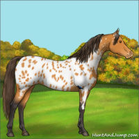 Horse Color:Buckskin Appaloosa 