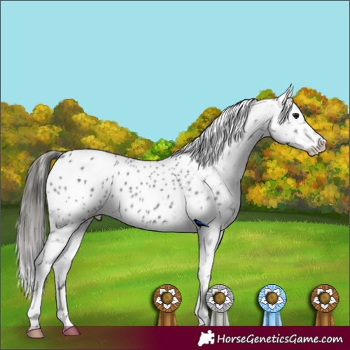 Horse Color:Black Appaloosa 
