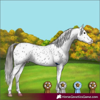 Horse Color:Black Appaloosa