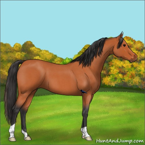 Horse Color:Bay Roan 