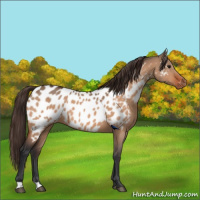 Horse Color:Bay Dun Appaloosa 