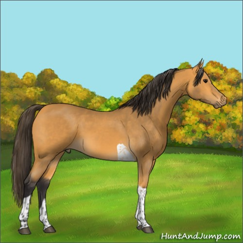 Horse Color:Buckskin Tobiano