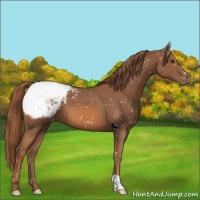 Horse Color:Chestnut Appaloosa 