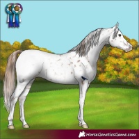 Horse Color:Chestnut Appaloosa 