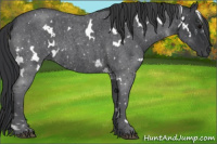 Horse Color:White Spotted Blue Roan 
