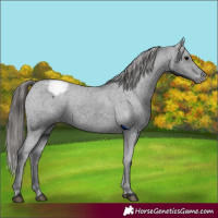 Horse Color:Black Appaloosa 