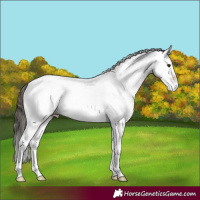 Horse Color:White Spotted Bay 