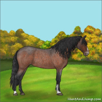 Horse Color:Bay Roan Sabino Varnish