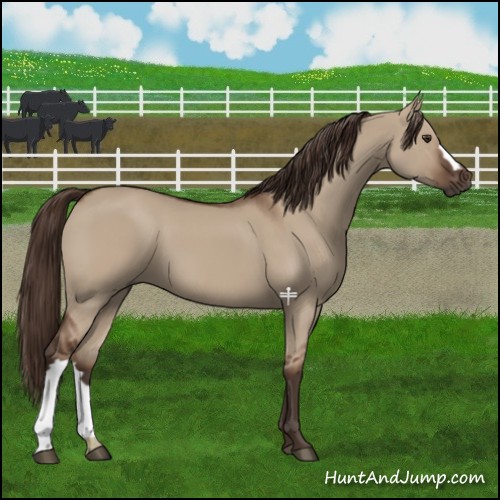 Horse Color:Liver Red Dun 