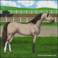 Horse Color:Liver Red Dun 