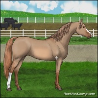 Horse Color:Red Dun 