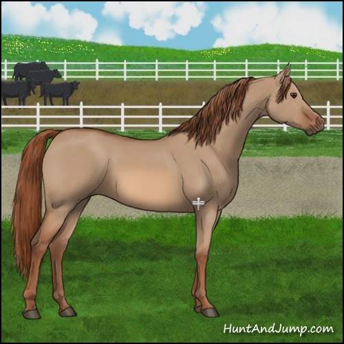 Horse Color:Red Dun 