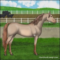 Horse Color:Red Dun 