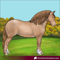 Horse Color:Chestnut Pearl 