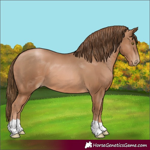 Horse Color:Liver Chestnut Pearl 