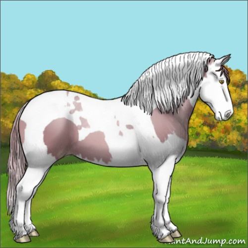 Horse Color:Chestnut Pearl Splash Tobiano 