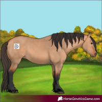 Horse Color:Void Bay Dun 