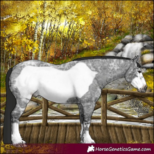 Horse Color:Gray Blue Ice Roan Frame 