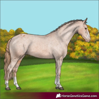 Horse Color:Chestnut Appaloosa Rabicano