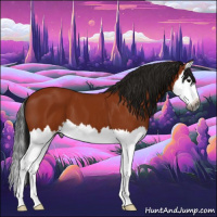 Horse Color:Gray Bay Splash 