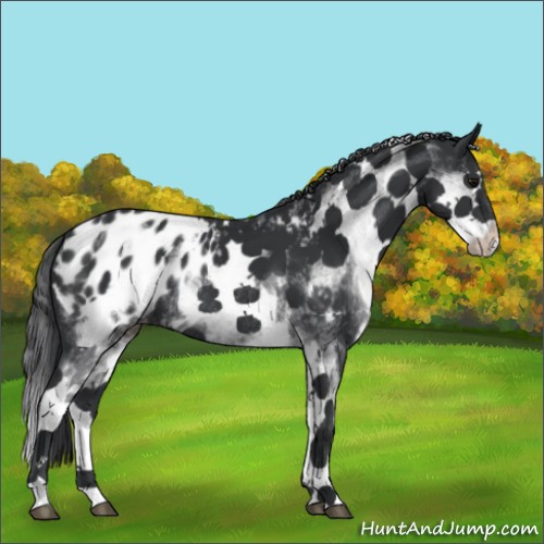 Horse Color:White Spotted Black Splash Appaloosa Rabicano