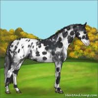 Horse Color:White Spotted Black Splash Blanket Rabicano 