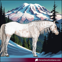 Horse Color:Bay Appaloosa Rabicano  and Gold Cream Champagne Sabino Appaloosa Rabicano 