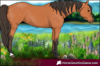 Horse Color:Bay 