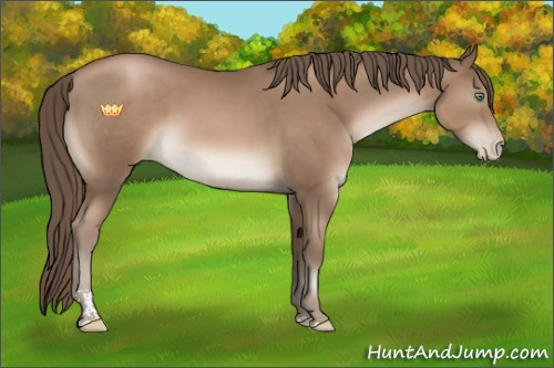 Horse Color:Black Pearl Sabino 