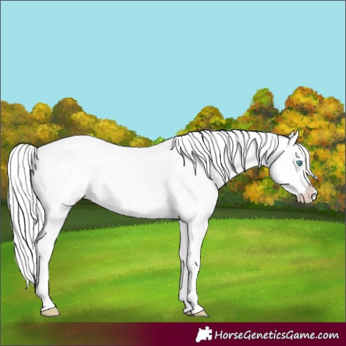 Horse Color:Cremello Appaloosa 