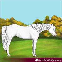 Horse Color:Cremello Appaloosa 