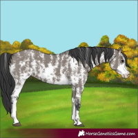 Horse Color:Grullo Sabino Rabicano