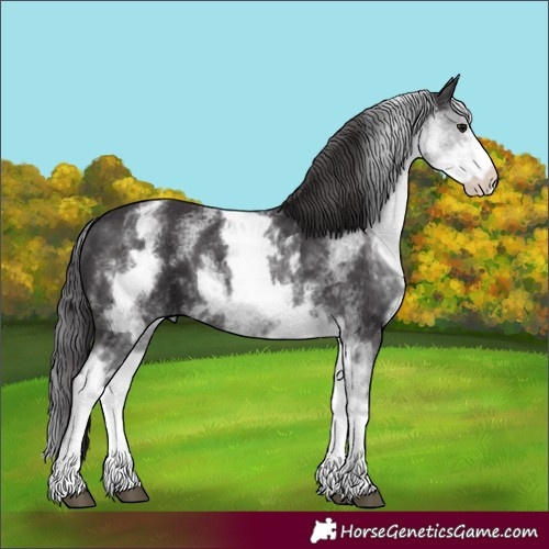 Horse Color:White Spotted Smoky Black