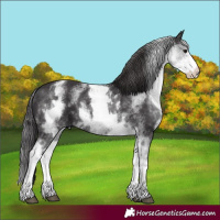 Horse Color:White Spotted Smoky Black 