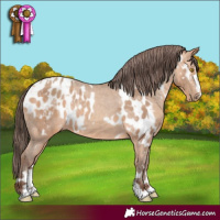 Horse Color:Amber Champagne Appaloosa and Amber Champagne Appaloosa