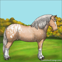 Horse Color:White Spotted Silver Bay Pearl Appaloosa 
