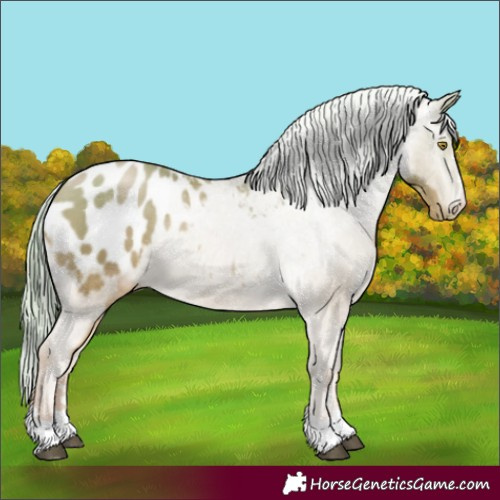 Horse Color:Chestnut Pearl Appaloosa 