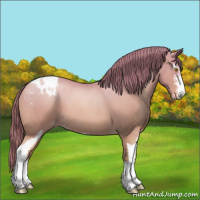 Horse Color:Bay Roan Pearl Sabino Appaloosa 