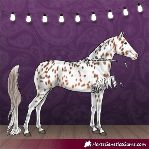 Horse Color:White Spotted Bay Near Leopard 